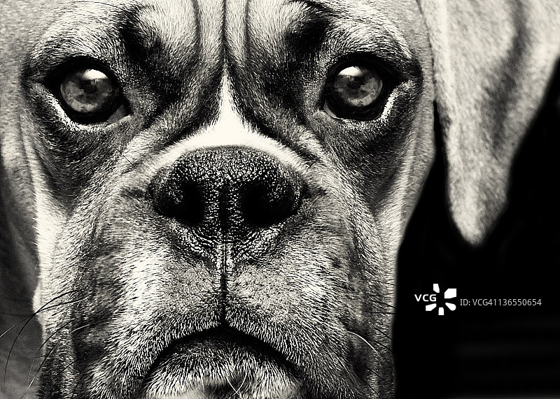 小鹿拳击手图片素材