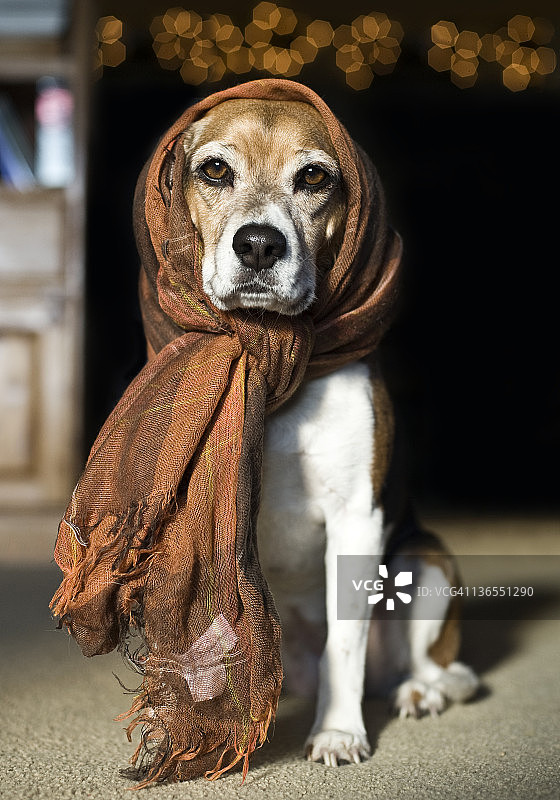 围着橙色围巾的比格犬，背景虚化图片素材