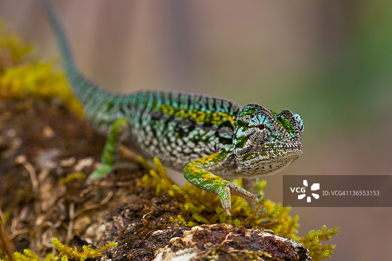 马达加斯加的侧纹变色龙图片素材