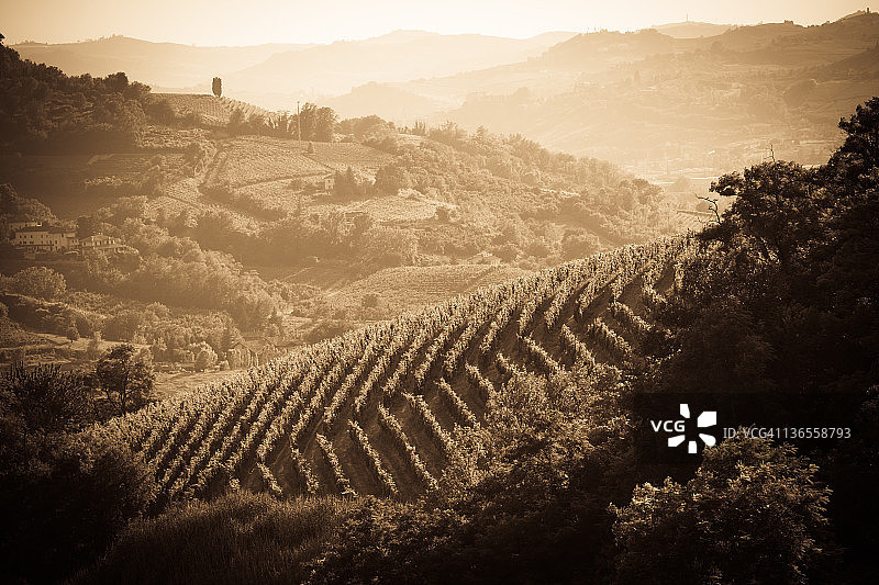 意大利皮埃蒙特蒙费拉托葡萄园图片素材