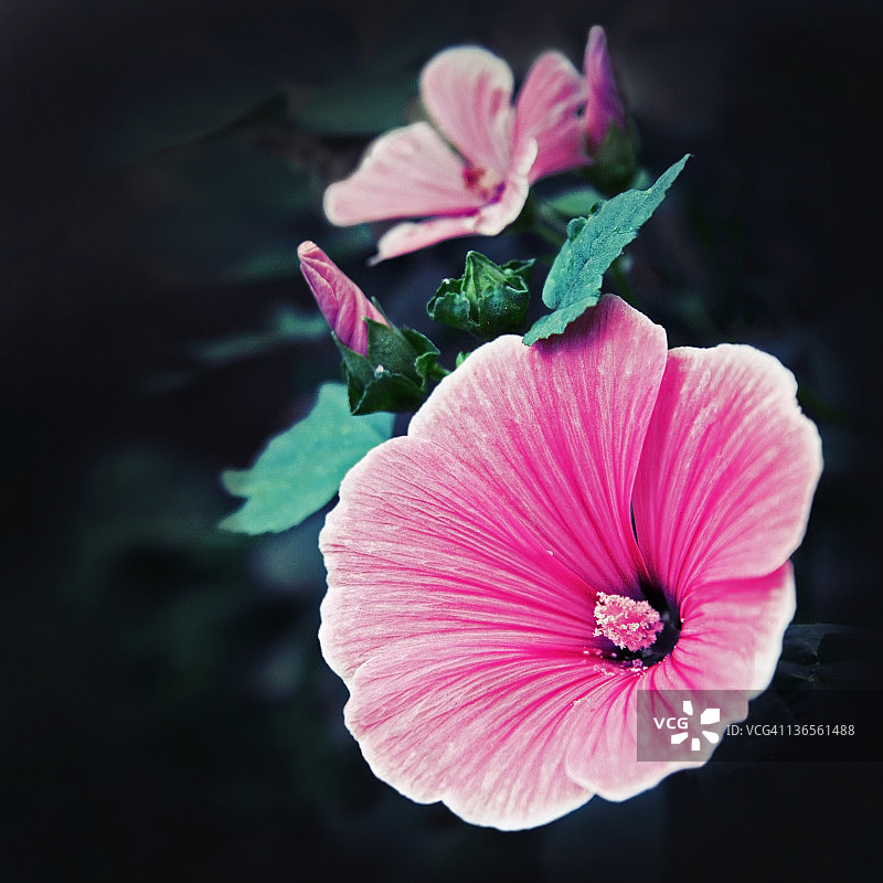 锦葵花图片素材