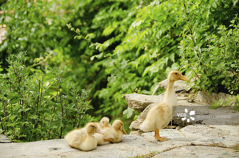 土耳其希林杰鸭子一家图片素材