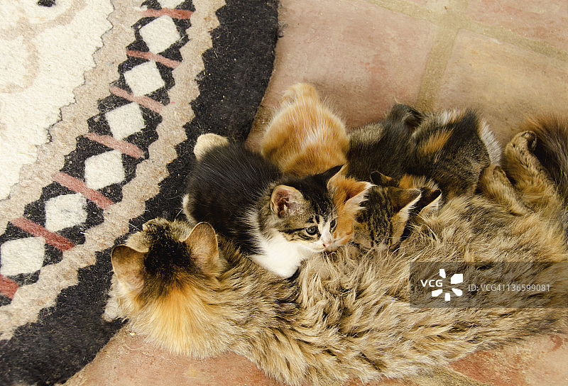 土耳其希林杰喂幼崽的猫图片素材
