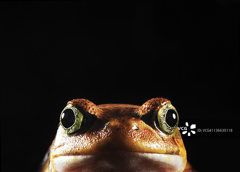 番茄蛙特写图片素材