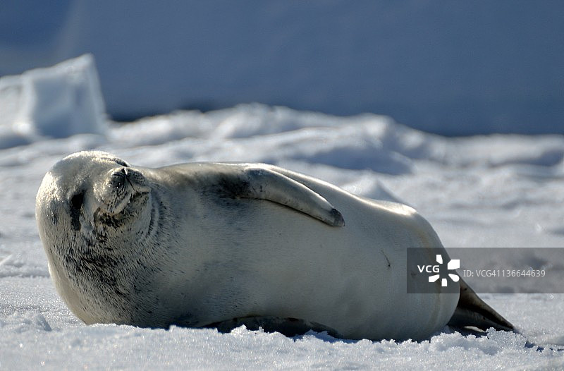 躺着的食蟹海豹图片素材