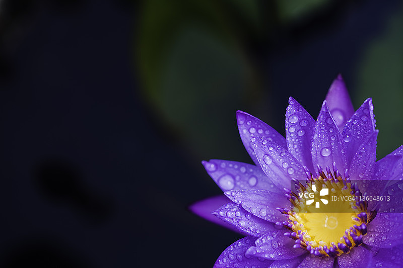 荷叶上的水滴图片素材