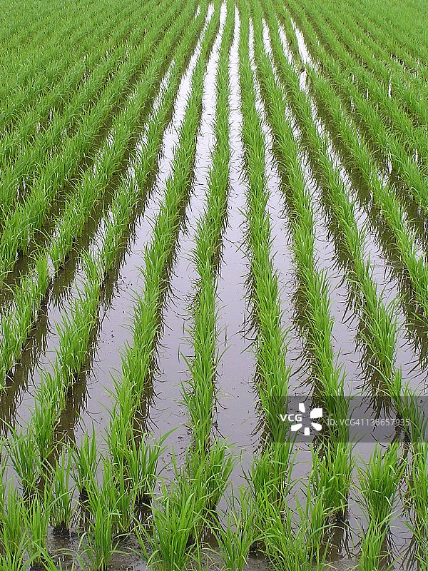 稻田水稻图片素材