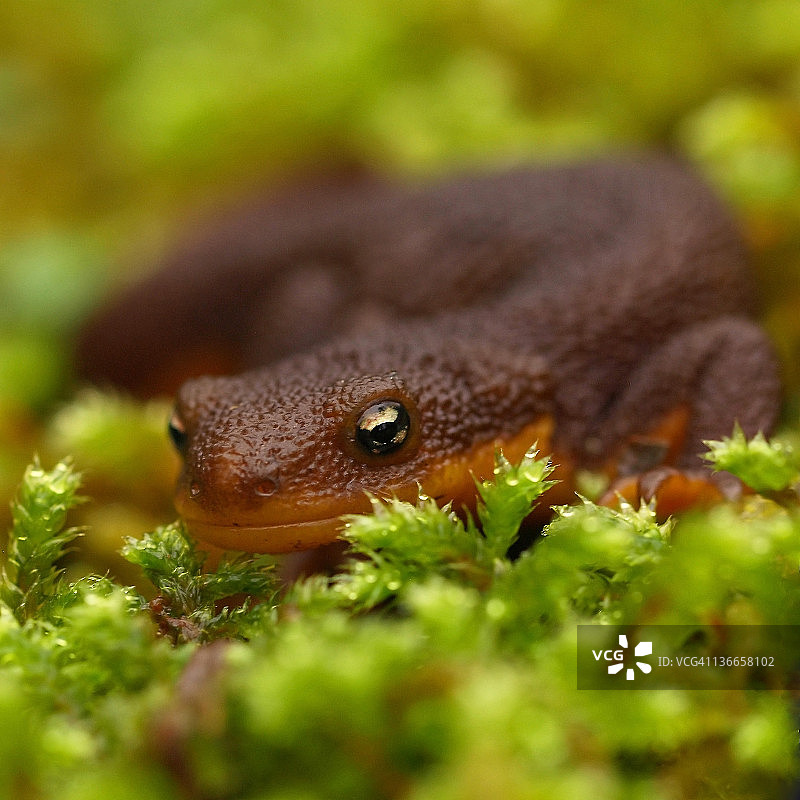 苔藓上的粗皮蝾螈图片素材