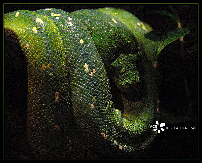 绿树蟒图片素材