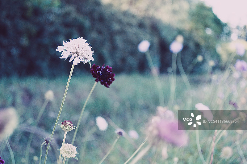 花领域图片素材