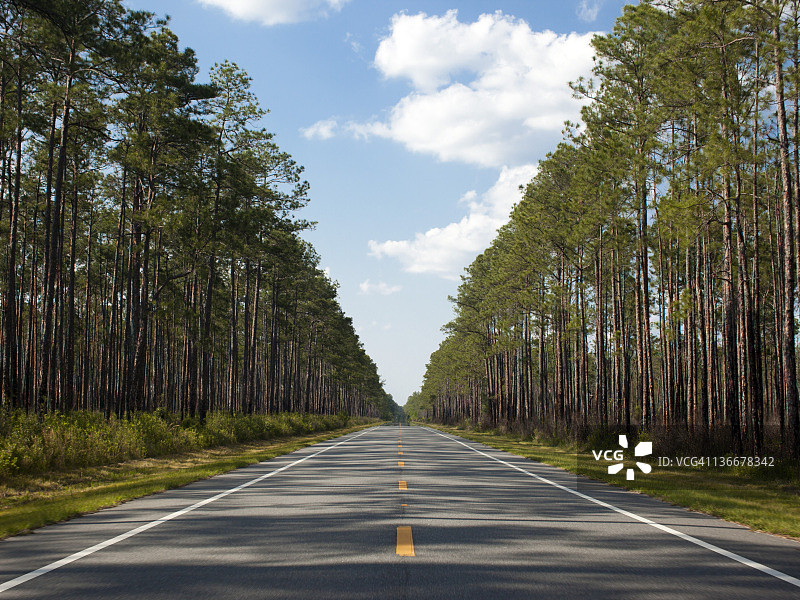 佛罗里达州泰特的地域森林图片素材