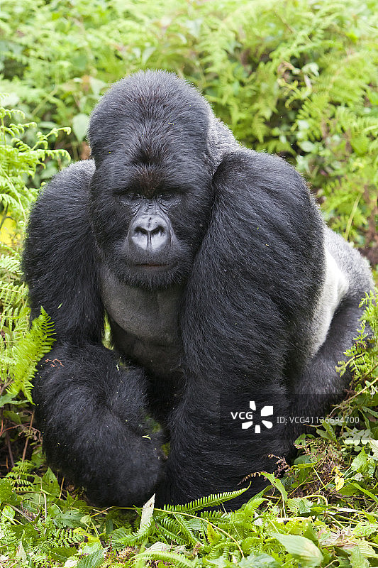 山地大猩猩图片素材