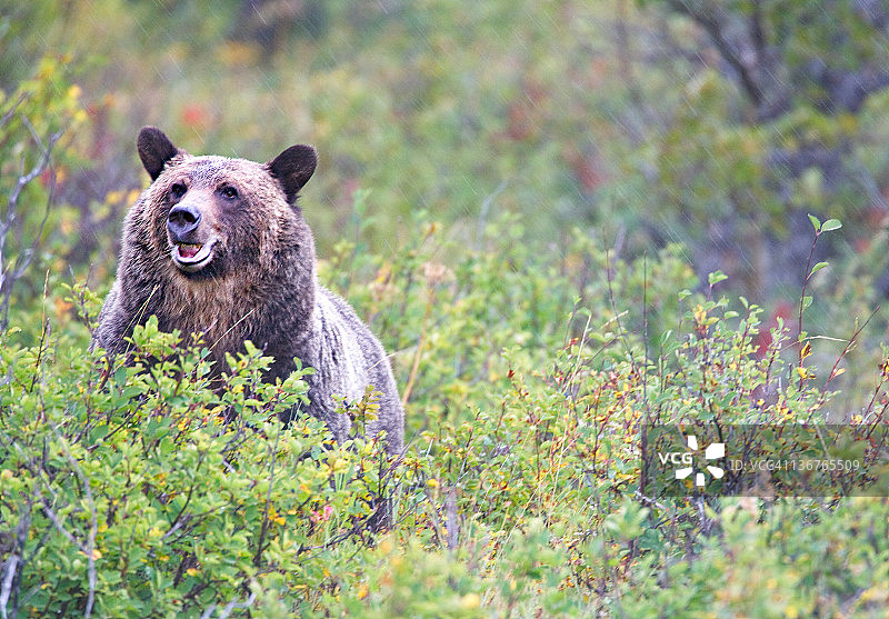 在越橘地里的灰熊图片素材