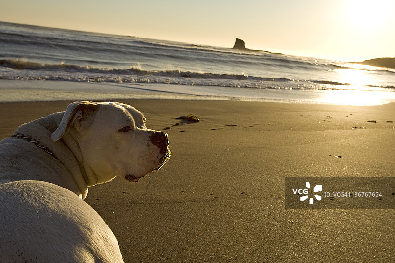 度假中的美国斗牛犬图片素材