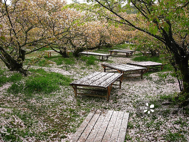 仁和寺的樱花季图片素材