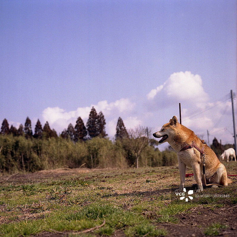 坐在田野里的狗图片素材