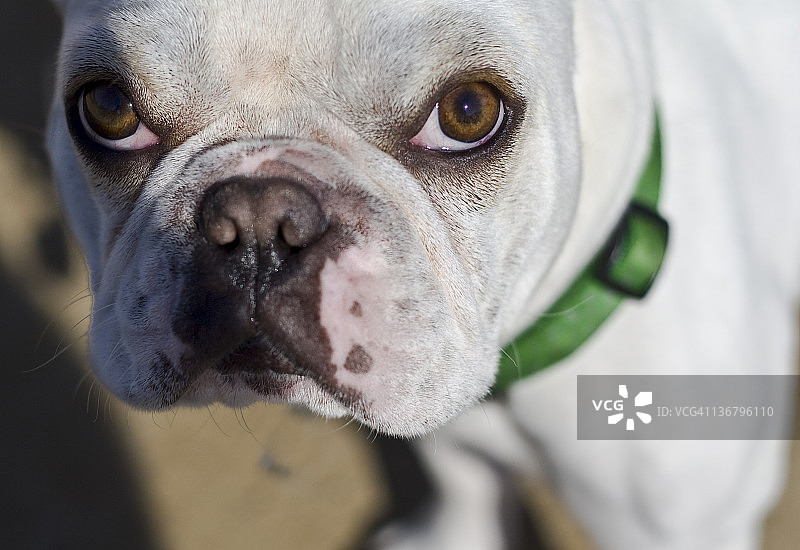 小狗的眼睛图片素材