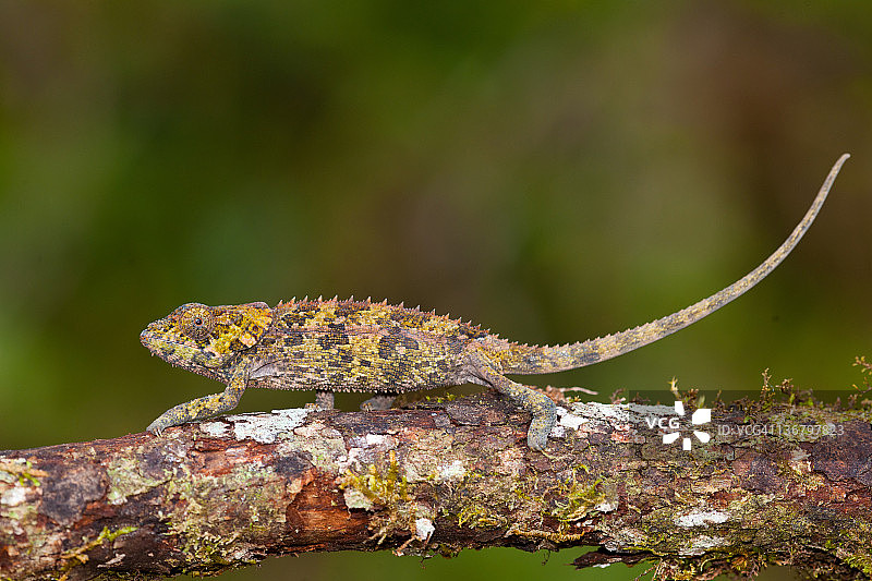 马达加斯加颈部有皮瓣的变色龙图片素材
