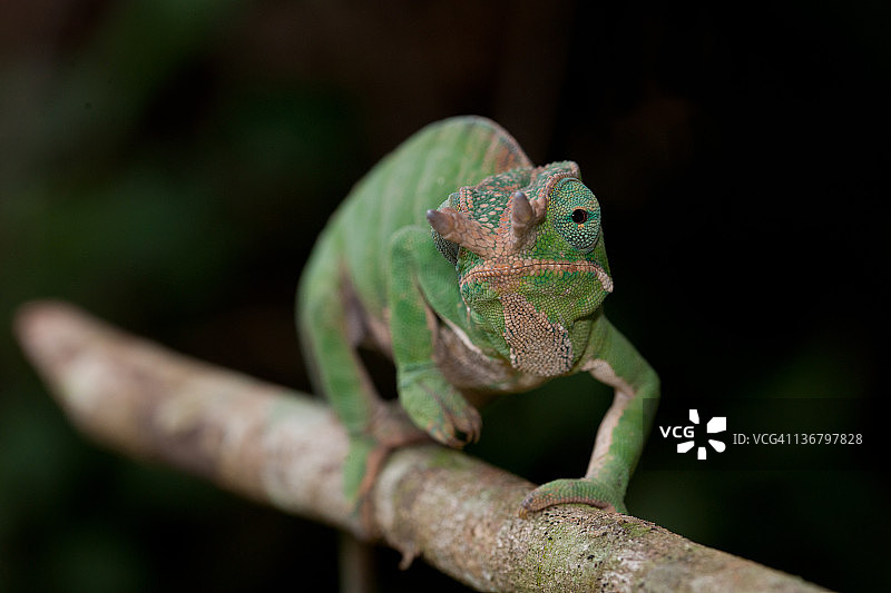 马达加斯加带状变色龙图片素材