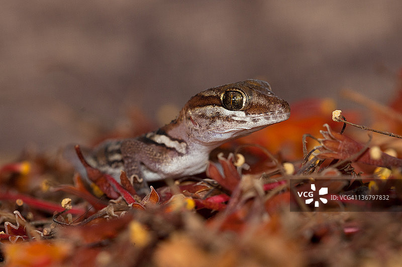 大头壁虎图片素材