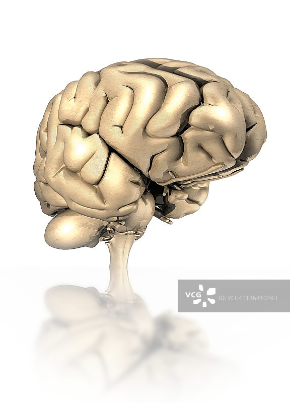 人类大脑、艺术品图片素材