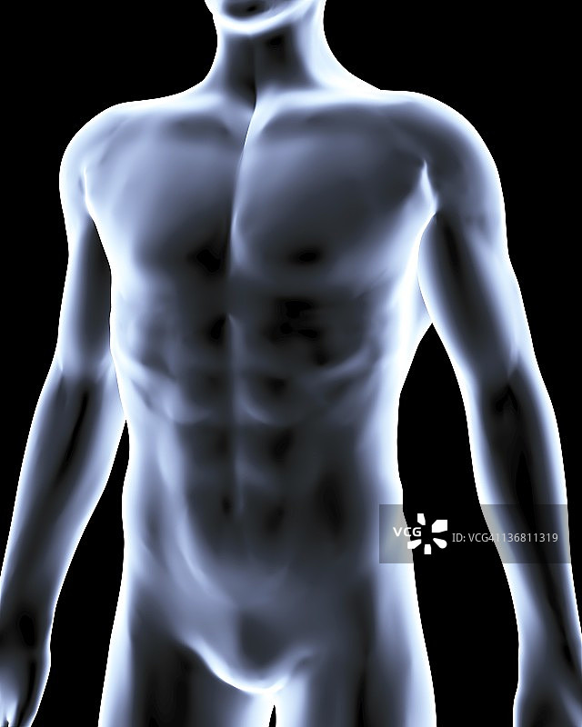 人体解剖学、艺术品图片素材