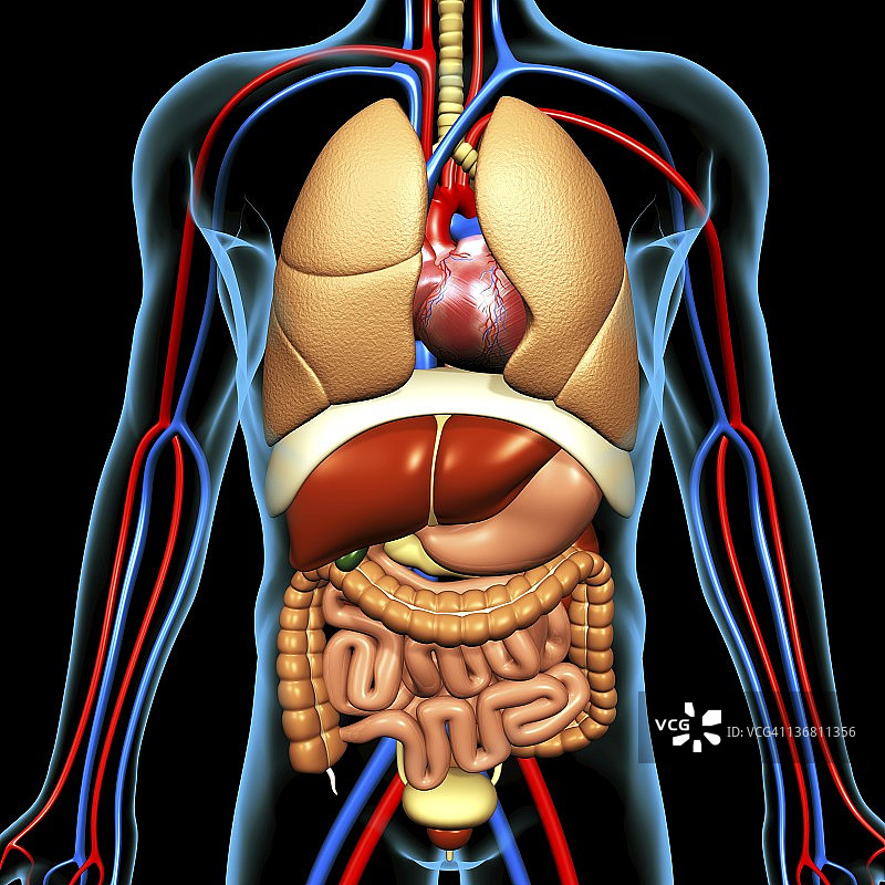 人体解剖学、艺术品图片素材