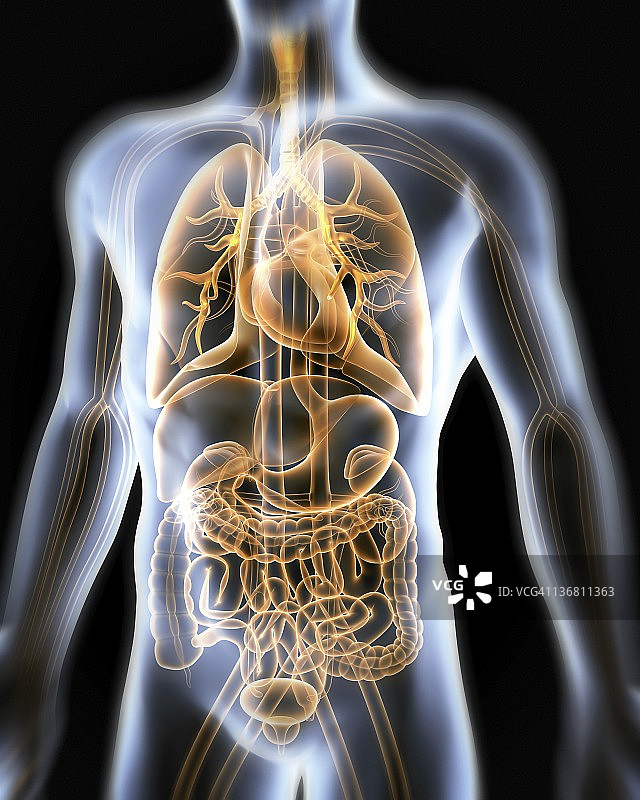人体解剖学、艺术品图片素材