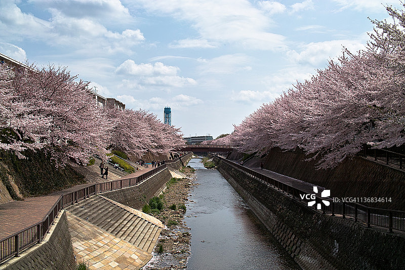 樱花树图片素材
