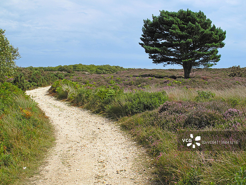 斯瓦纳奇海湾，多塞特郡图片素材