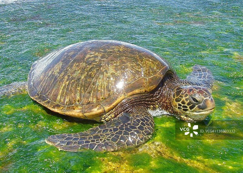 夏威夷绿海龟图片素材