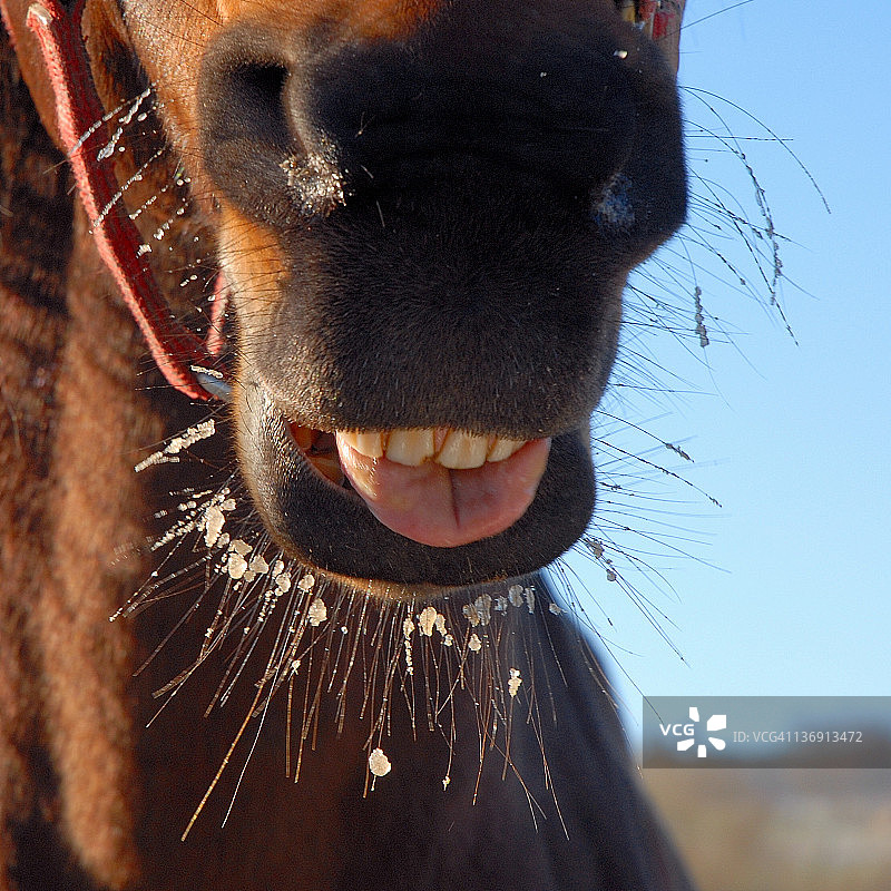 德国一匹正在笑的马图片素材