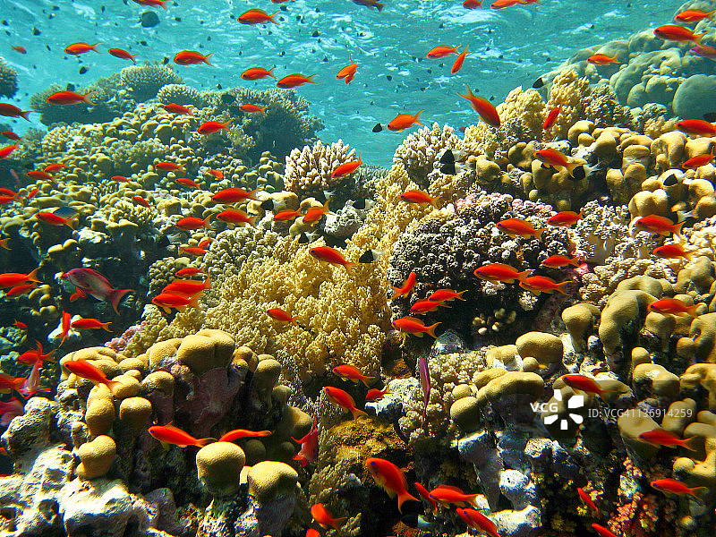 红色金花鲈的珊瑚花园图片素材