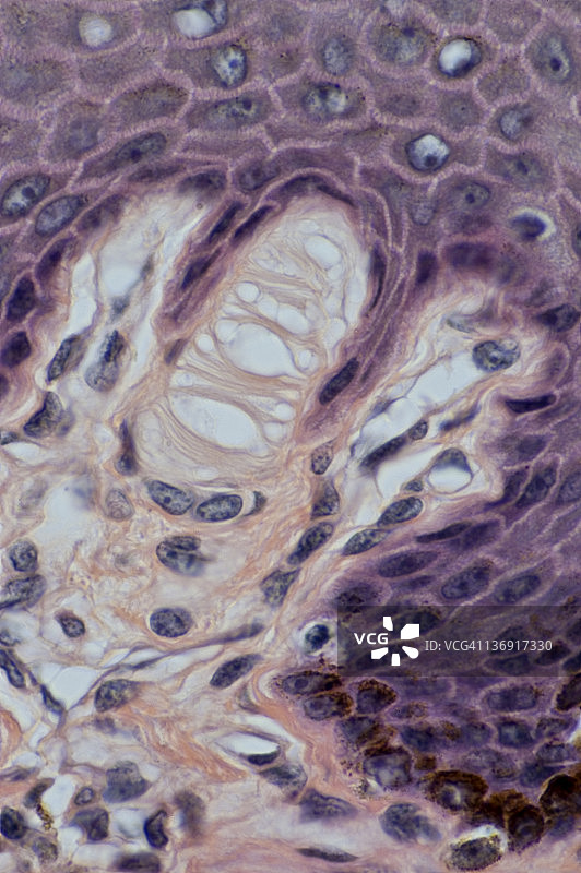 迈斯纳小体触觉感受器图片素材