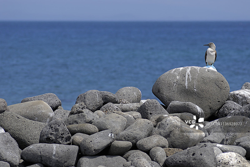 蓝脚鲣鸟站在海边的岩石上图片素材