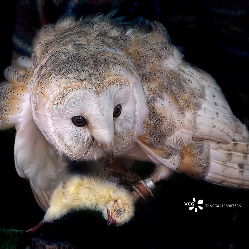 猫头鹰捕食鸡图片素材