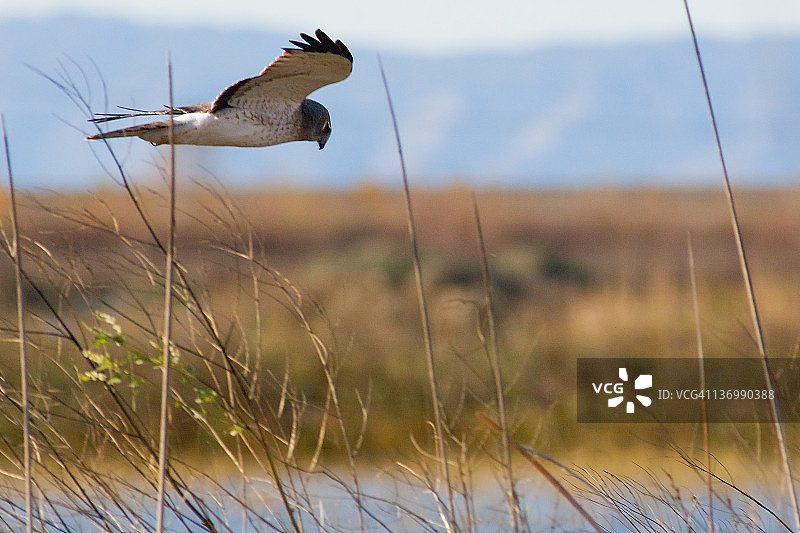 鹞在尤洛绕道捕猎图片素材