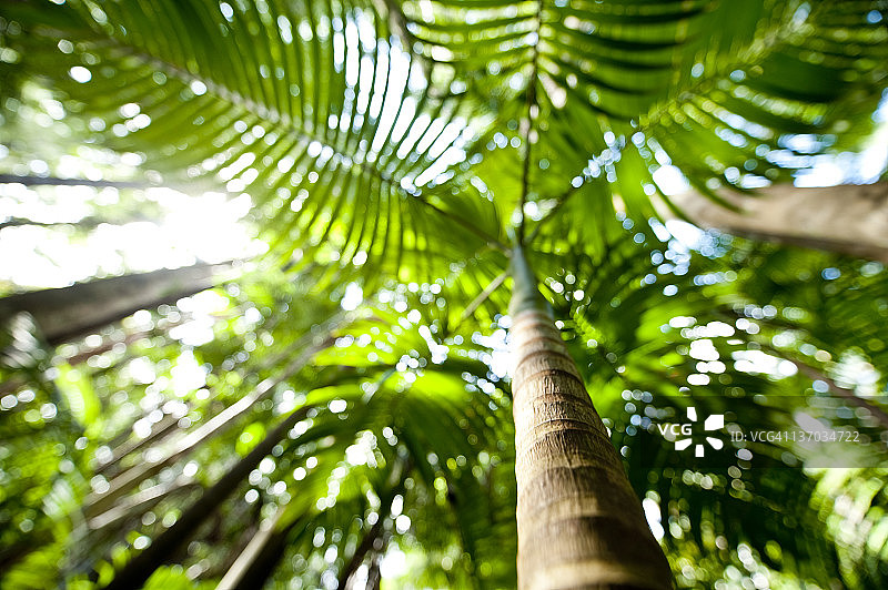 细长的棕榈树图片素材