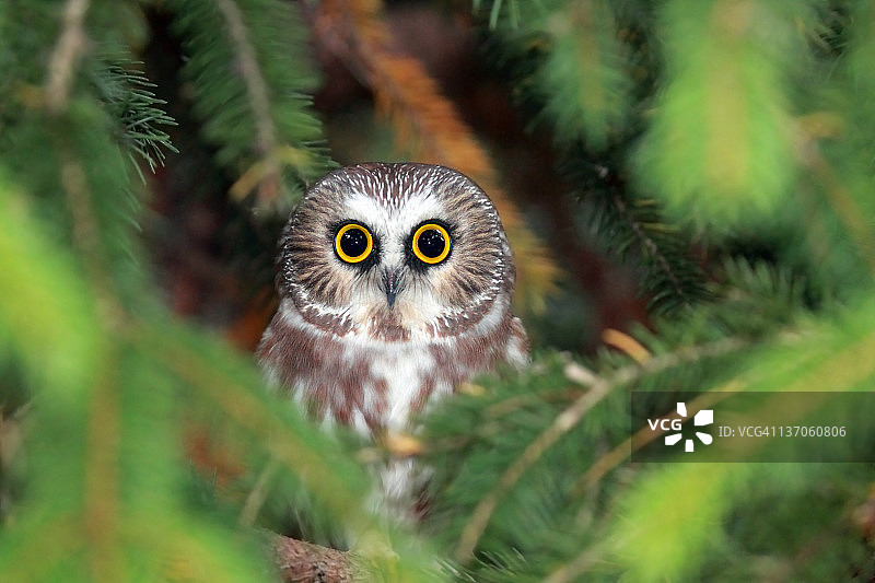 野生北方锯鳾鸮图片素材