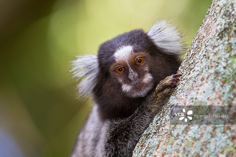 黑耳绒猴图片素材