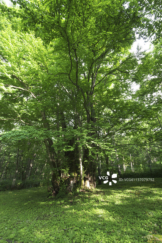 连香树图片素材