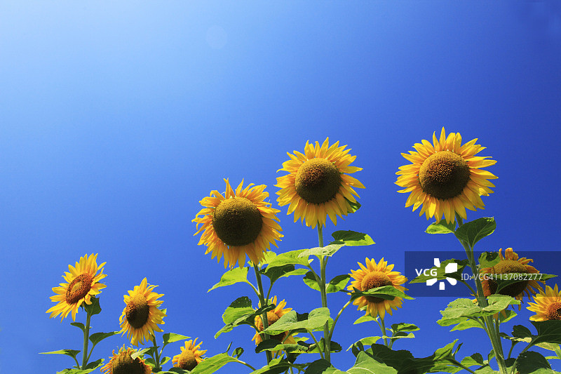 向日葵，日本本州千叶县图片素材