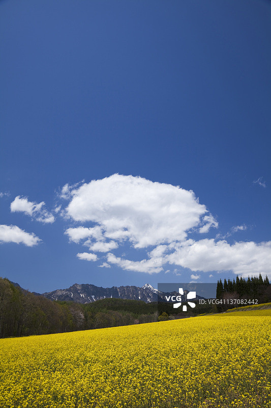 日本本州长野县户隐山和油菜田图片素材