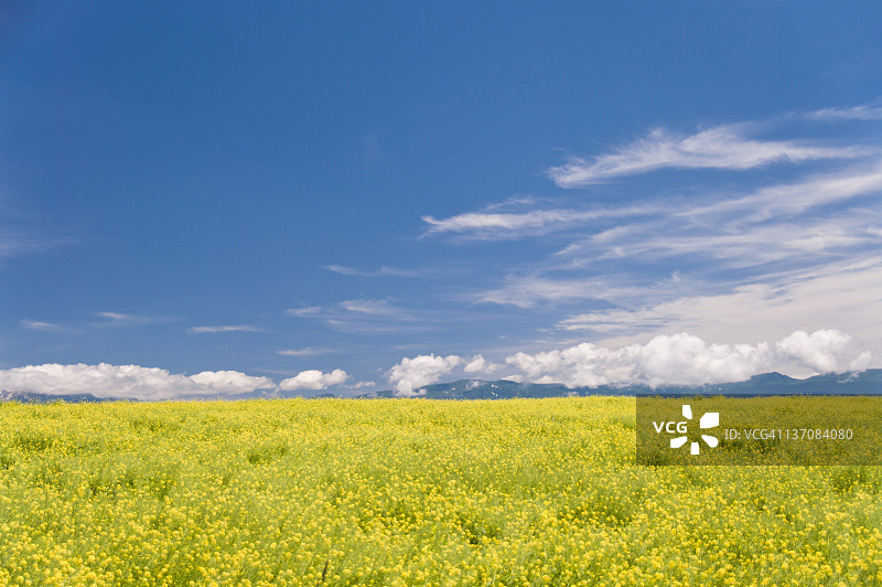 日本北海道的白色芥菜田图片素材