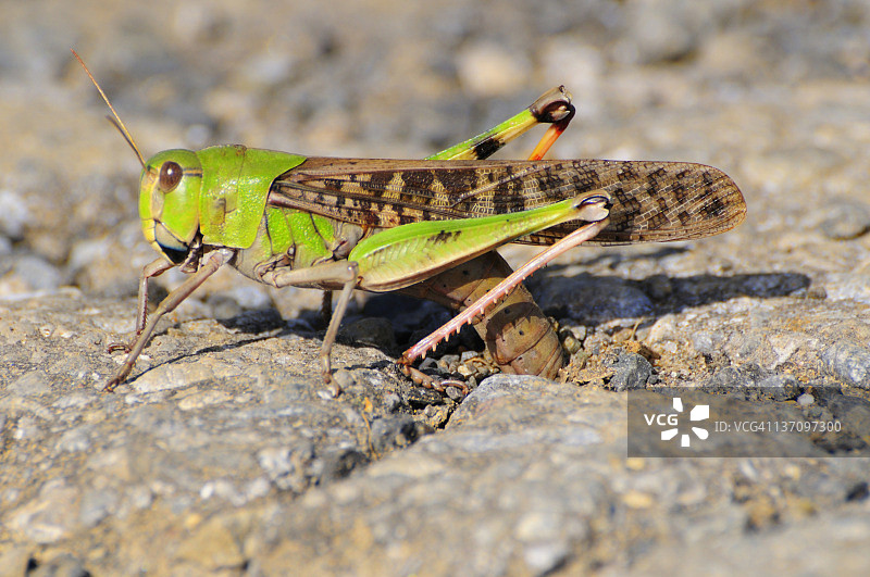 日本蝗虫产卵图片素材