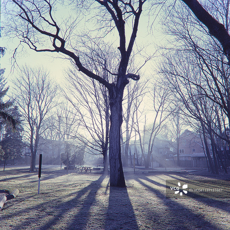 冬日雾中光秃的树木图片素材