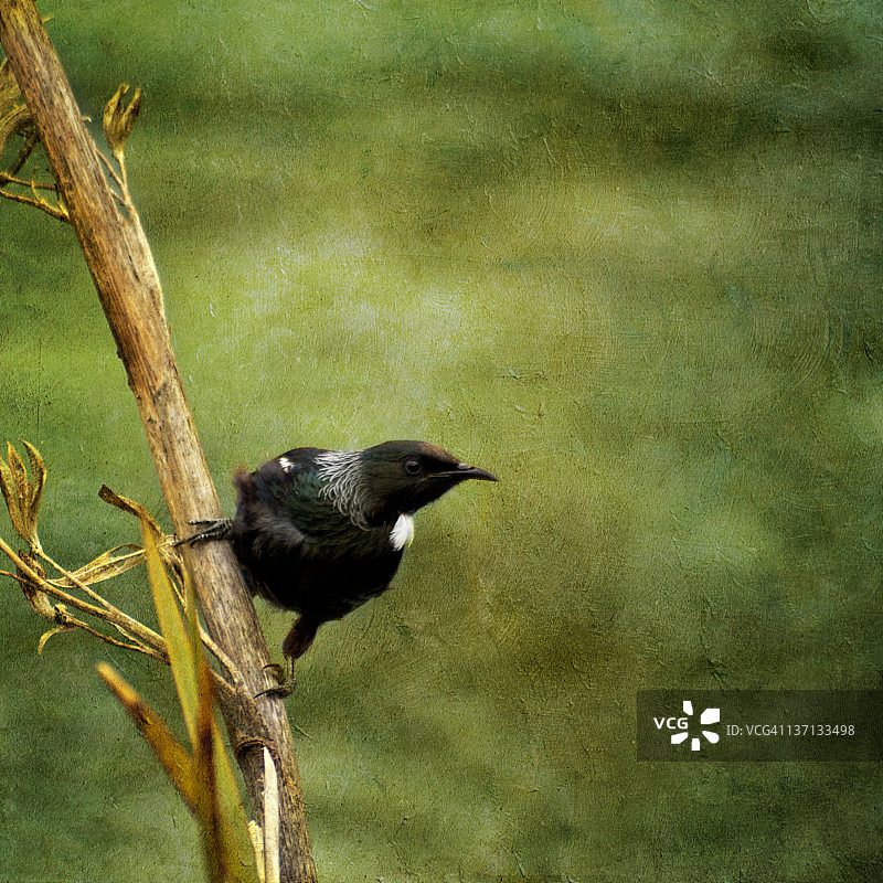 栖息在亚麻茎上的图伊鸟图片素材