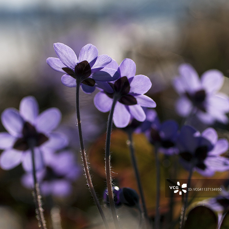 獐耳细辛图片素材