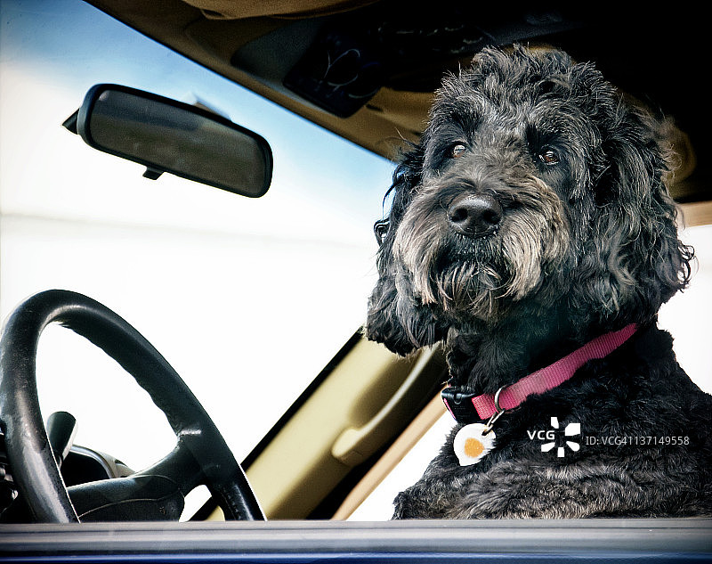 小狗司机图片素材