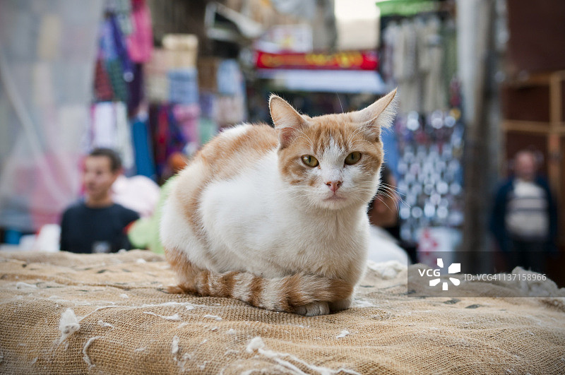 埃及开罗祖韦拉门附近棉花包上的猫图片素材